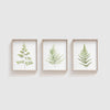 Green Fern Art Print Set